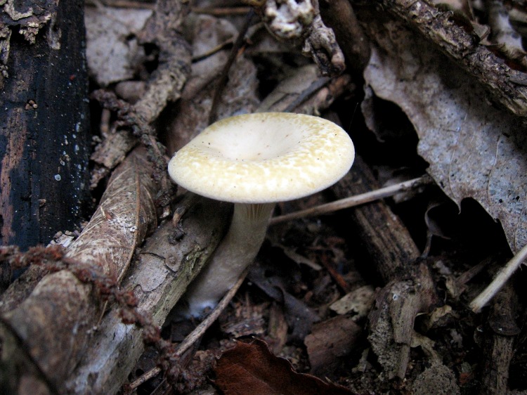 Valsesia ottobre